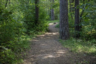 Hiking trails in the forest along the Pirita River