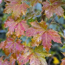Maple leaves in tart colouring