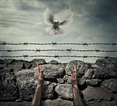 Man arms on a stone wall fence background with barbed wire on top as a convict in a prison rise hands to the sky on a flying pigeon