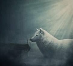 Surreal dreamland scene with a person on the edge of a cliff try to get in touch with a huge white wolf