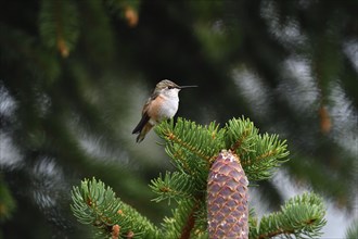 Red-backed Cinnamon Hummingbird