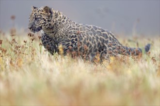 Indian indian leopard