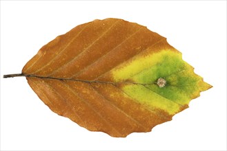 Small beech leaf gall midge