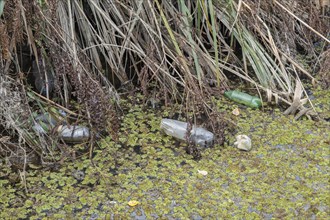 Plastic bottles swims on Floating Watermoss