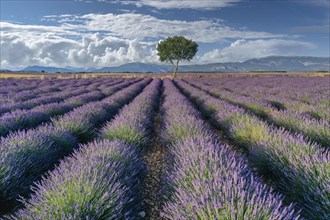 Single tree at the end of rows of flowering lavender