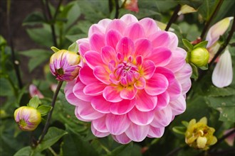 Flowering dahlia