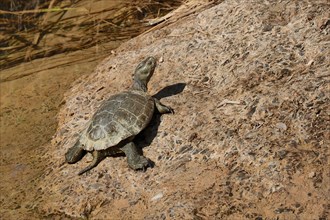 Water turtle on land