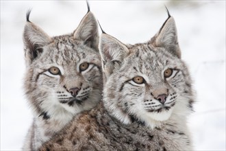 Two eurasian lynx