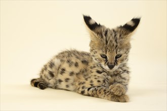 Serval