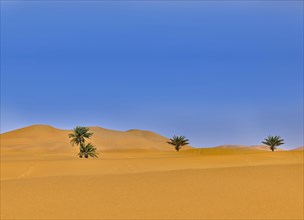 Desert with palm trees and blue sky
