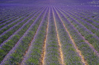 Rows of flowering lavender stretching to the horizon