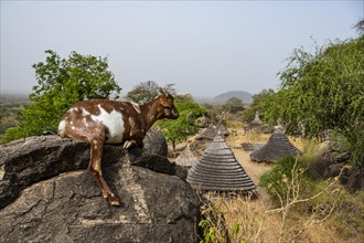Goat on a rock before traditional build huts of the Laarim tribe
