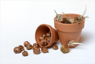 Crocus bulbs in clay pots