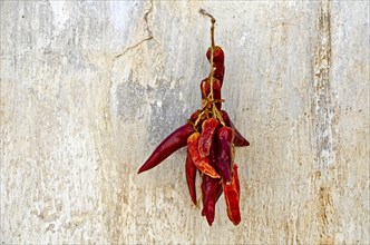 Red dried peppers