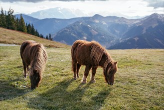 Ponies grazing near the Schoenleitenhuette