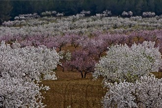 White and pink flowering almond trees