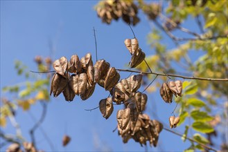 Withered fruits of the goldenrain tree