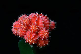 Grafted cactus