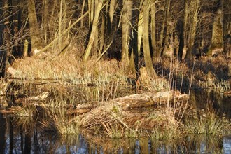 Flooded softwood forest in spring in the Peene Valley River Landscape nature Park