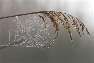 Spider's web on a reed stalk with morning dew