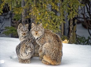 Wild Canada canada lynx