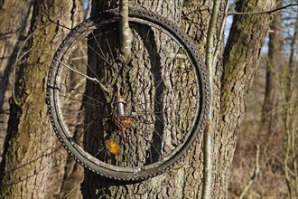 Rusty rear wheel in a tree