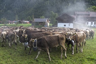 Cows coming from the alpine pasture decorated with bells for the cattle seperation