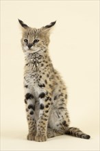 Serval
