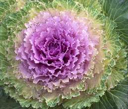 Vegetable cabbage