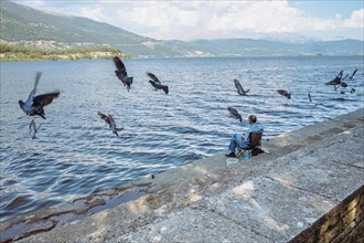 Pigeons in flight in front of a lake with an angler on the shore