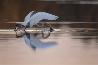 Great egret
