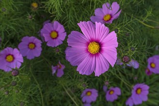 Flowers of the Mexican aster