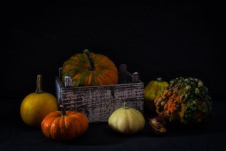 Still Life with Ornamental Pumpkins