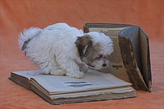 Bolonka Zwetna puppy with old books