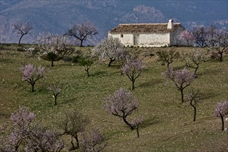 Almond plantation at blossom with white hut