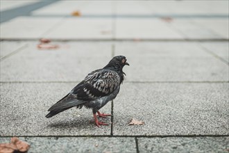 Closeup of the pigeon at the pavement