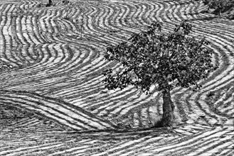 Ploughed field with fig tree