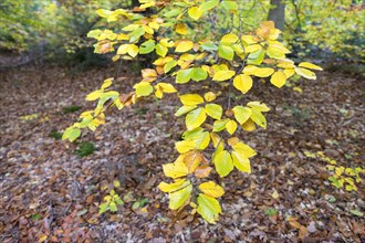 Branch of a beech tree in autumn