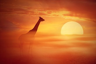 Silhouette of a lonely giraffe against a foggy