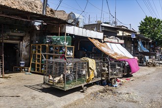 Bird market below Kirkuk citadel