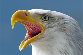 Head of a bald eagle with open beak