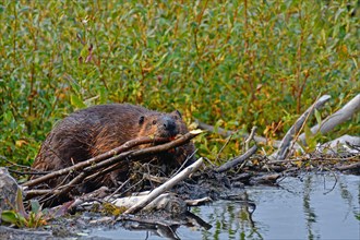 Canada north american beaver