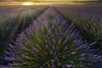 Flowering lavender field at sunset