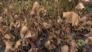 Withered lotus