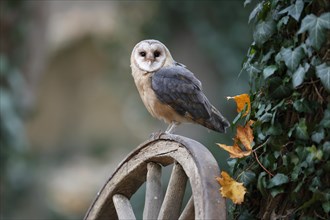 Common barn owl