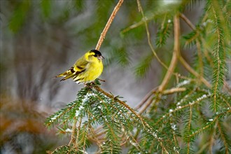 Pine eurasian siskin