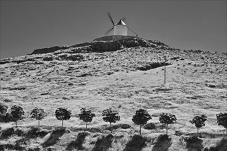 Row of trees with windmill of Consuegra