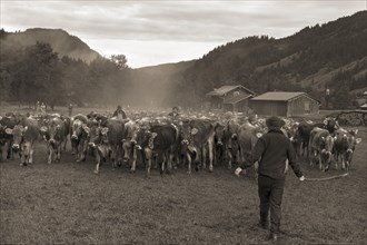 Allgaeu cows are gathered for cattle seperation in the valley