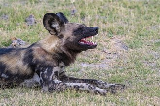 African wild dog