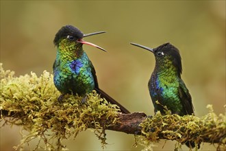 Fiery-throated hummingbirds